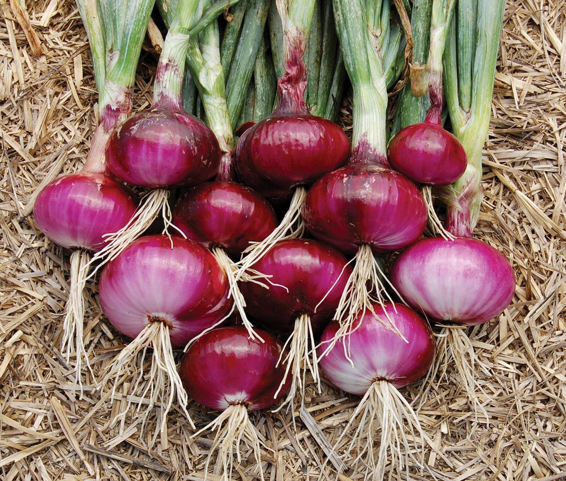 Red Onions